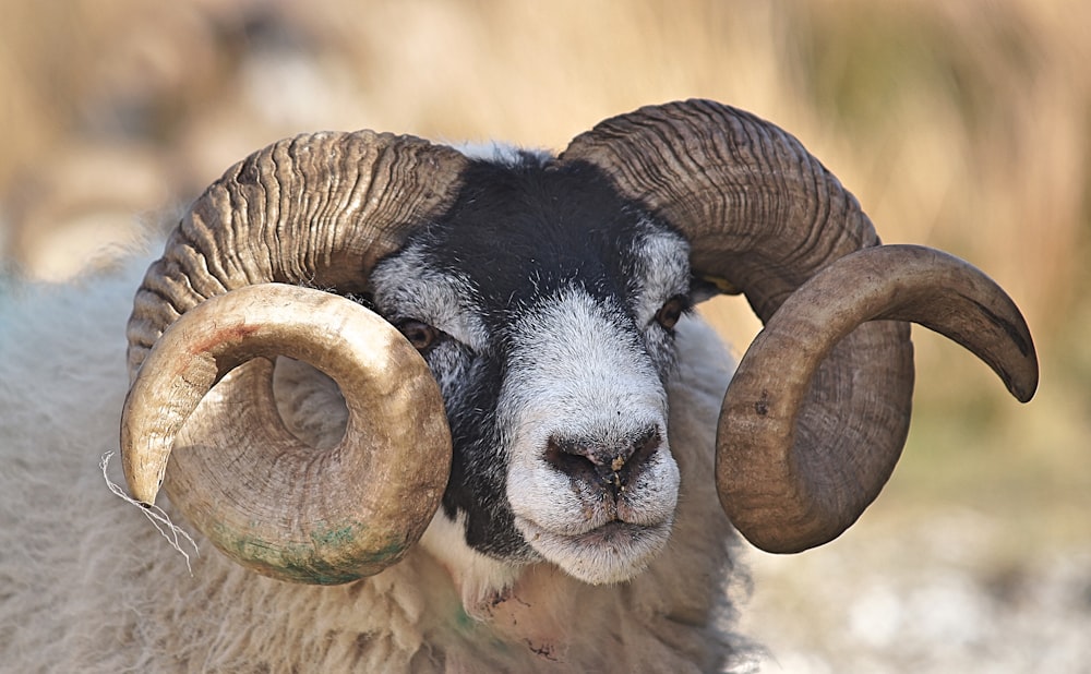 Chèvre bélier