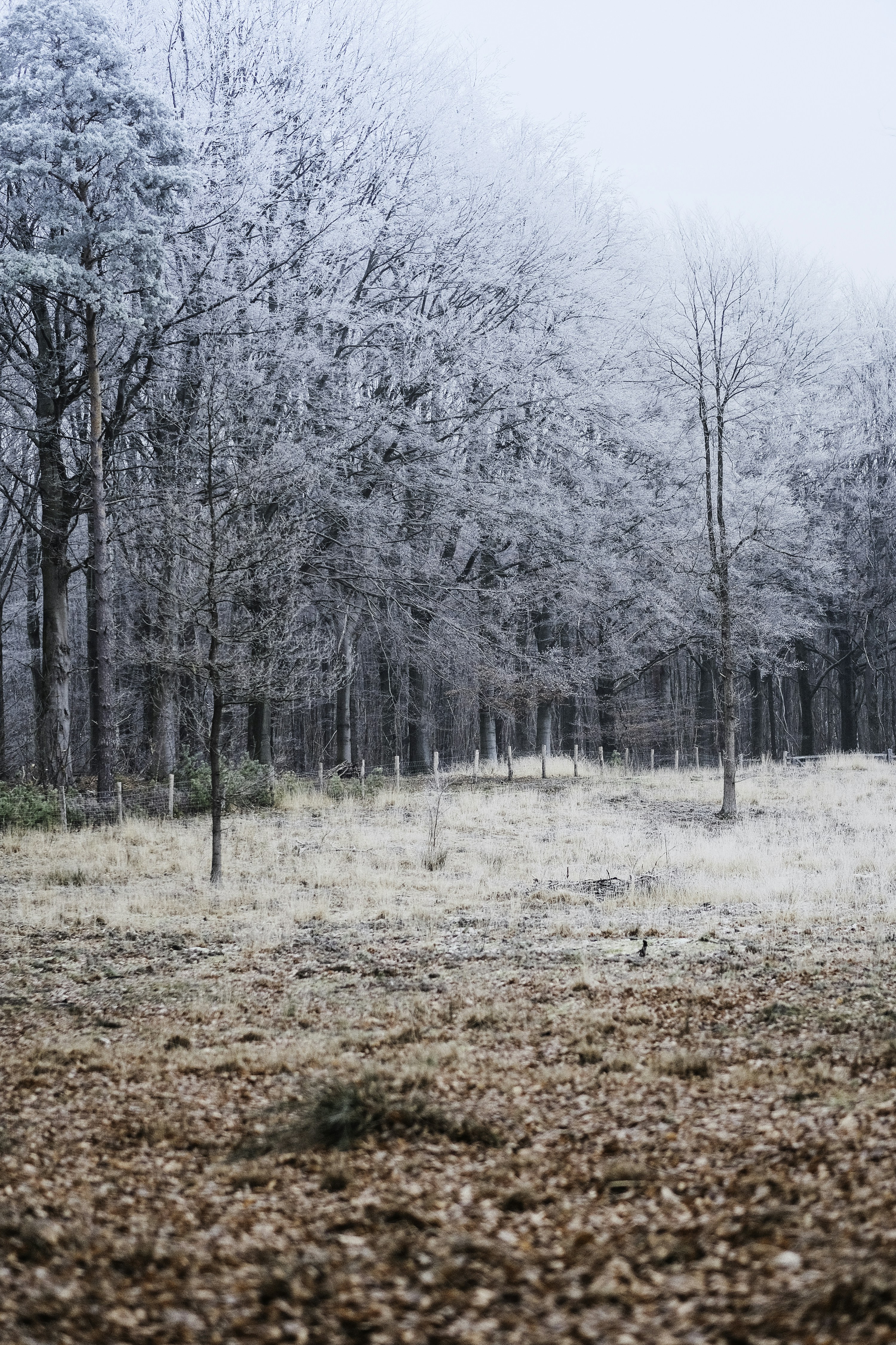 snow-covered trees during daytime