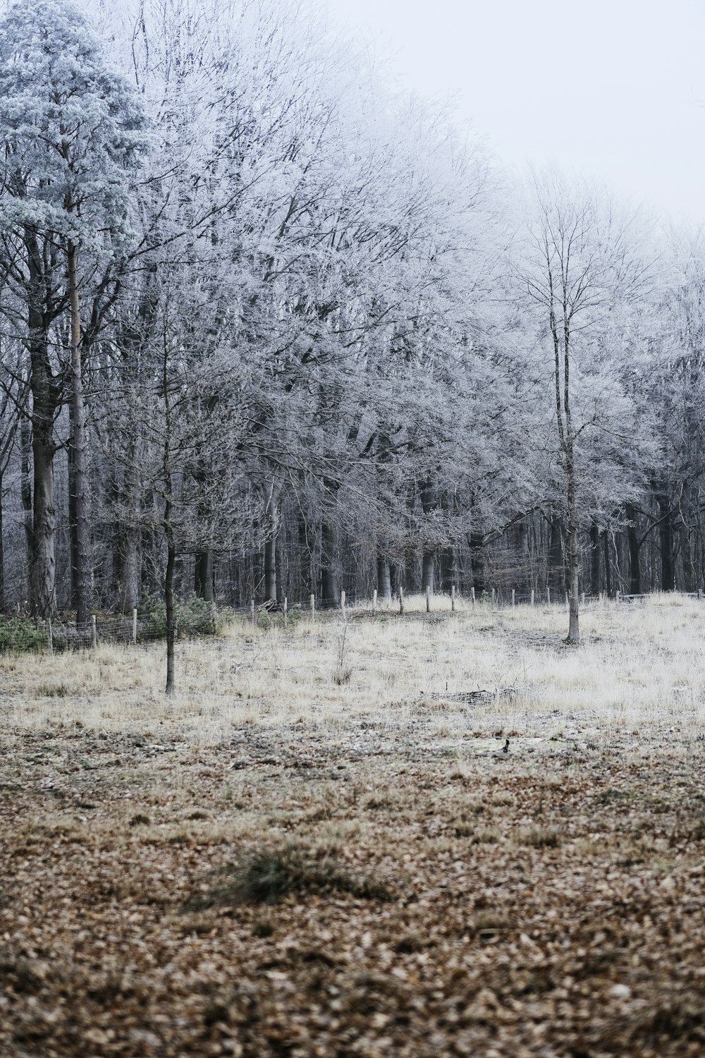 snow-covered trees during daytime