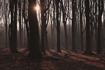 silhouette of trees during golden hour