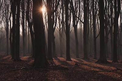 silhouette of trees during golden hour