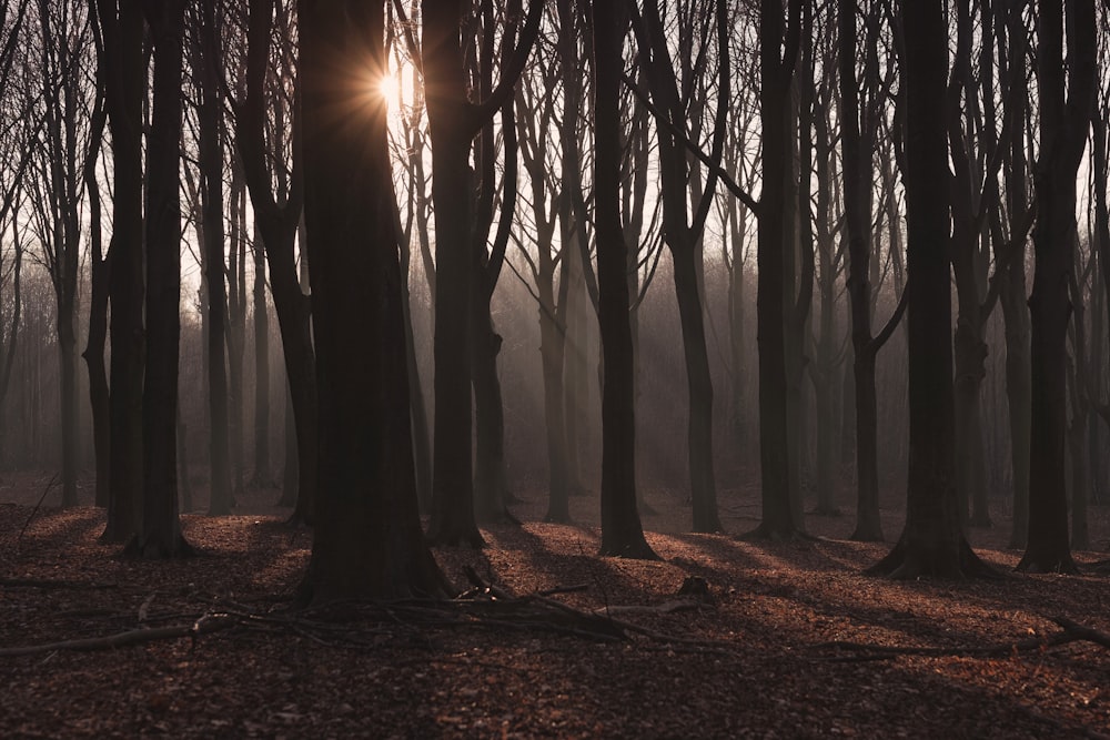 silhouette di alberi durante l'ora d'oro