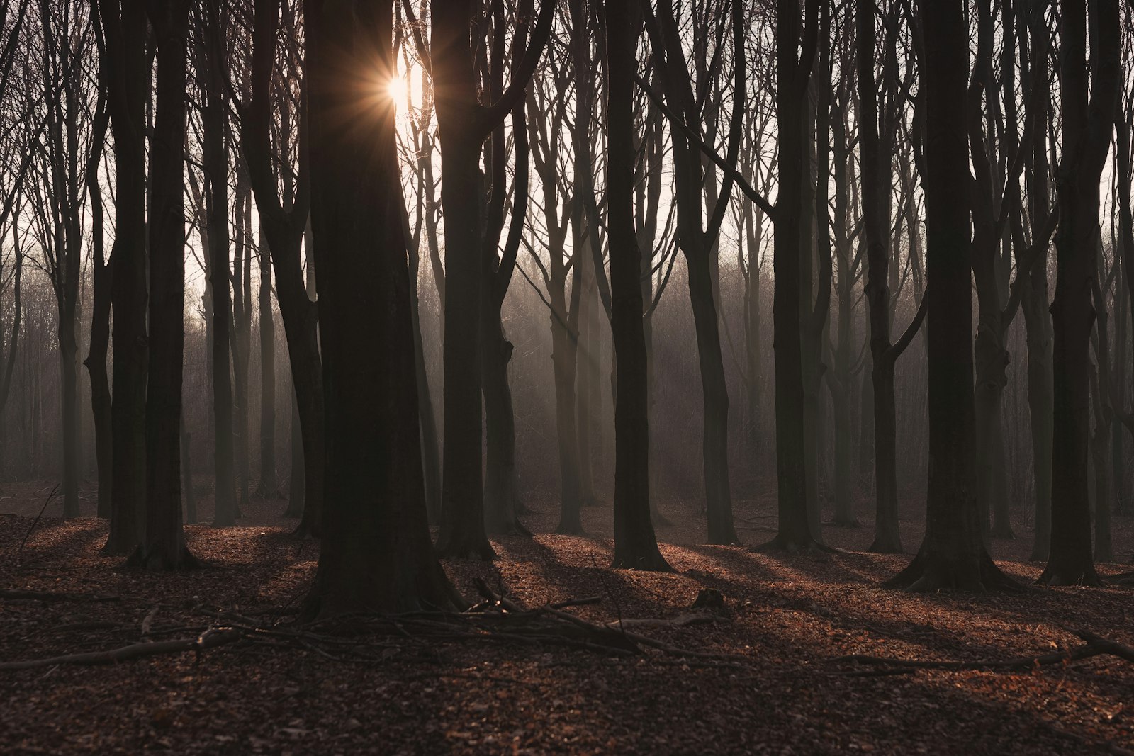 Fujifilm X-T2 + Fujifilm XF 56mm F1.2 R sample photo. Silhouette of trees during photography