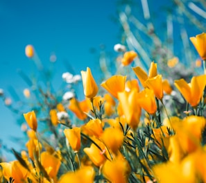 orange petaled flowers