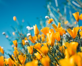 orange petaled flowers