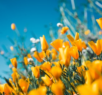 orange petaled flowers