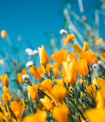 orange petaled flowers