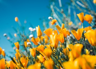 orange petaled flowers