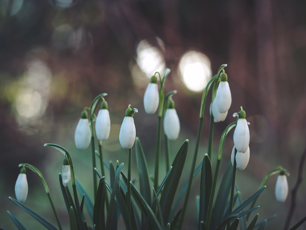 selective focus photography of white flowers