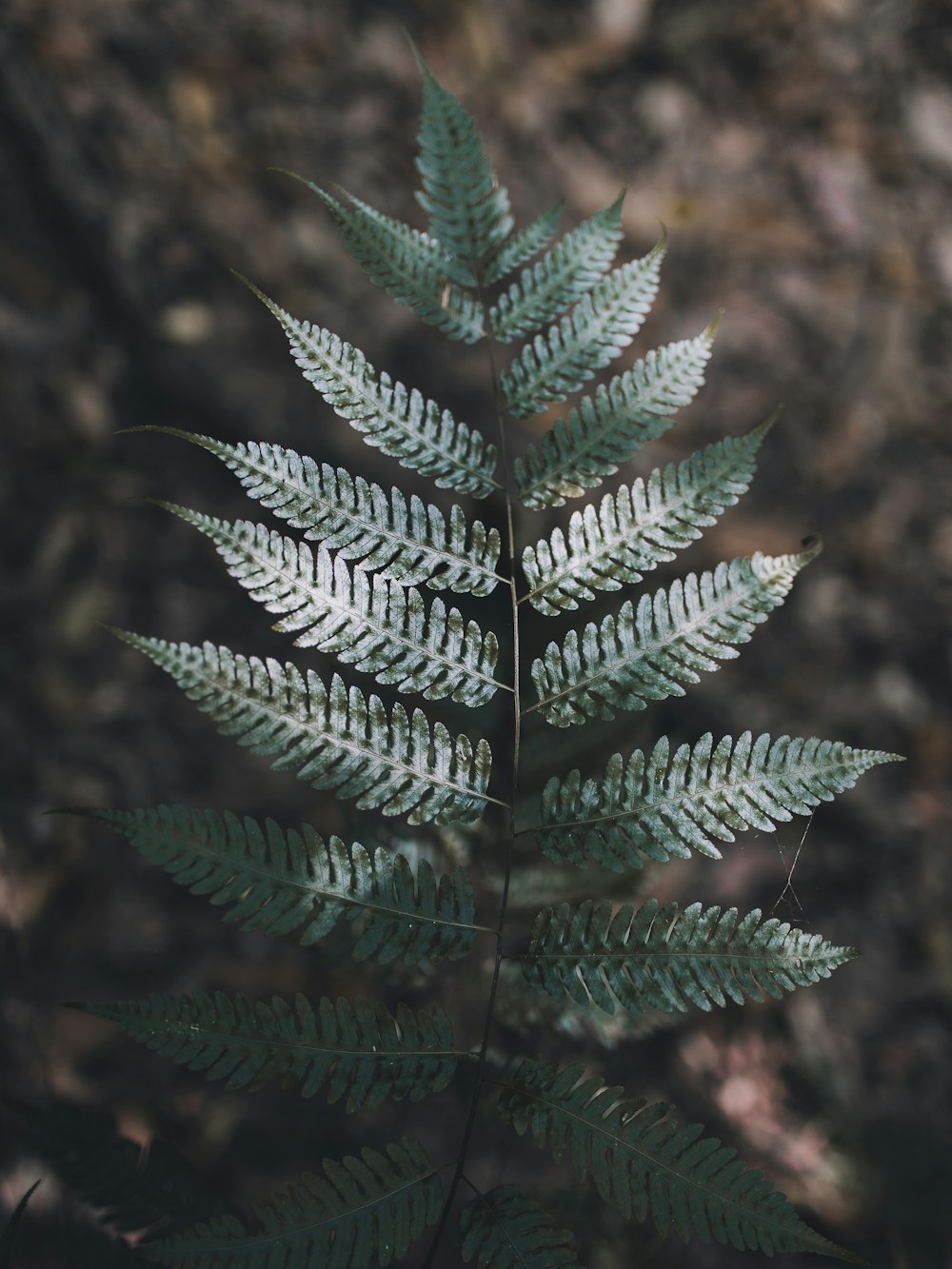 Selektive Fokusfotografie von grünen Blattpflanzen
