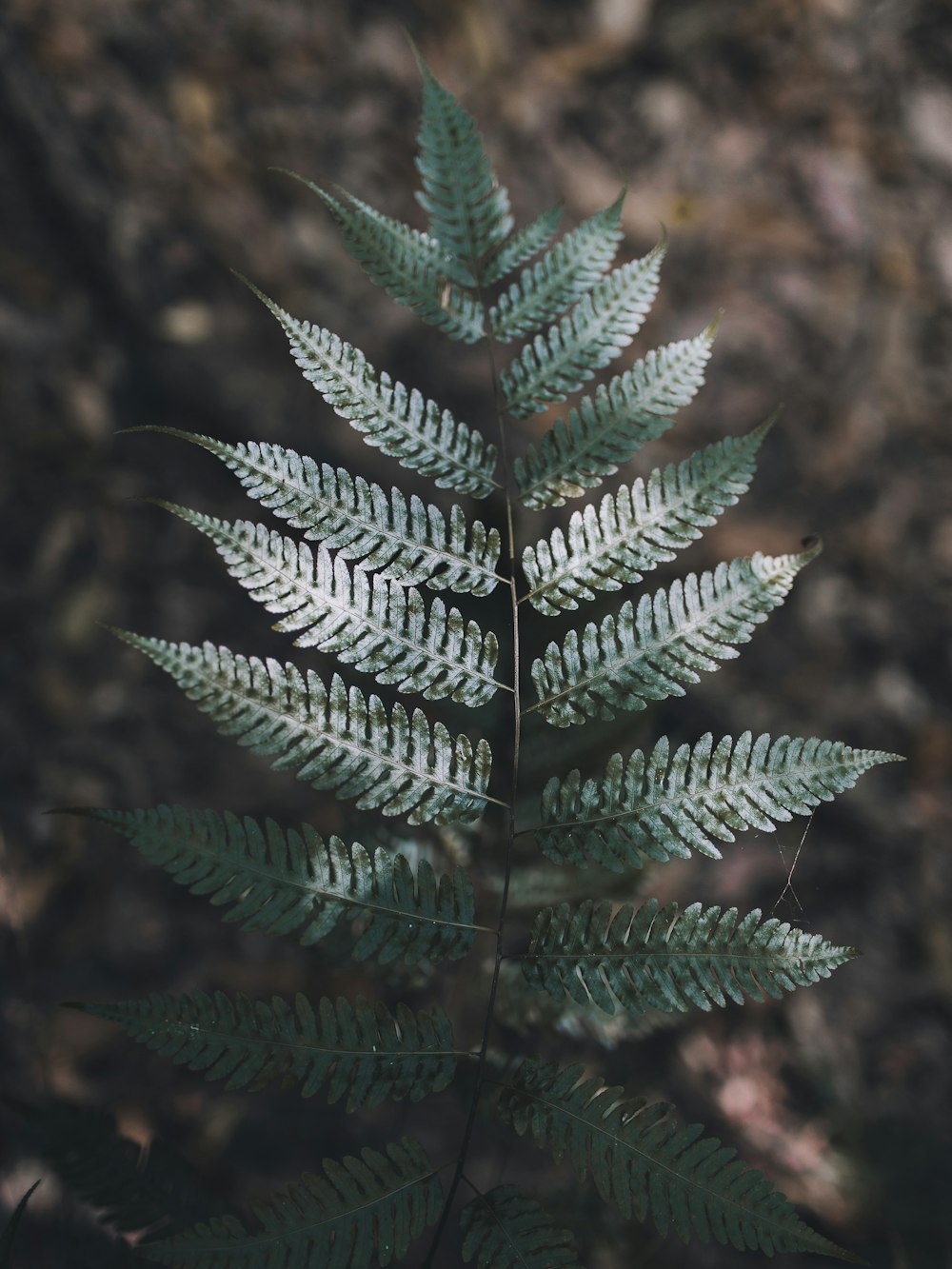 Fotografía de enfoque selectivo de planta de hoja verde