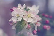 closeup photography of white and pink petaled flower