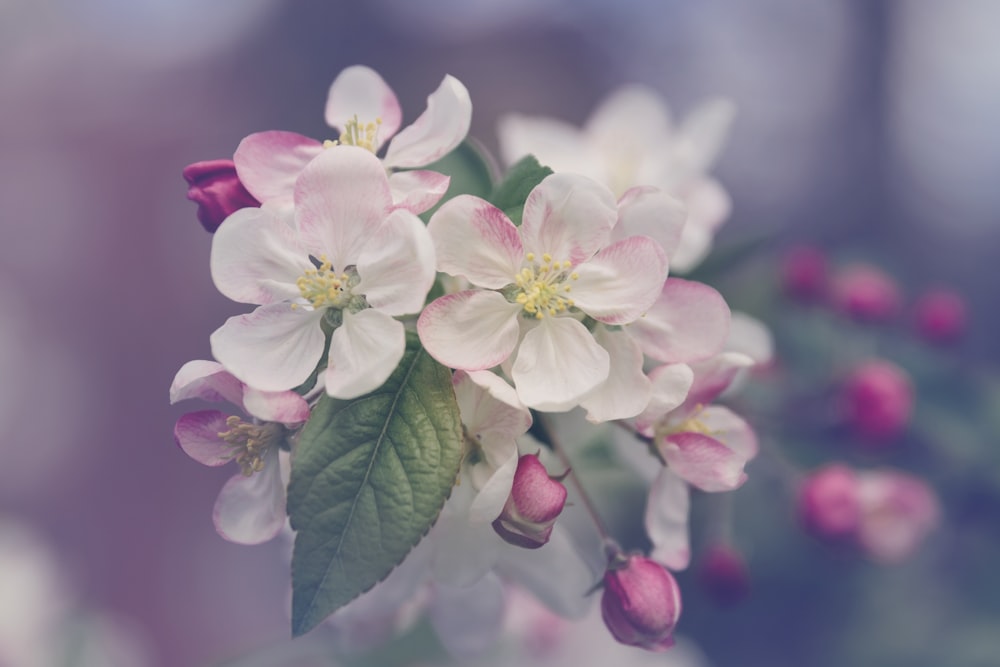 Fotografía de primer plano de flor de pétalos blancos y rosados