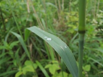 Close-up of a vibrant green leaf with morning dew drops.