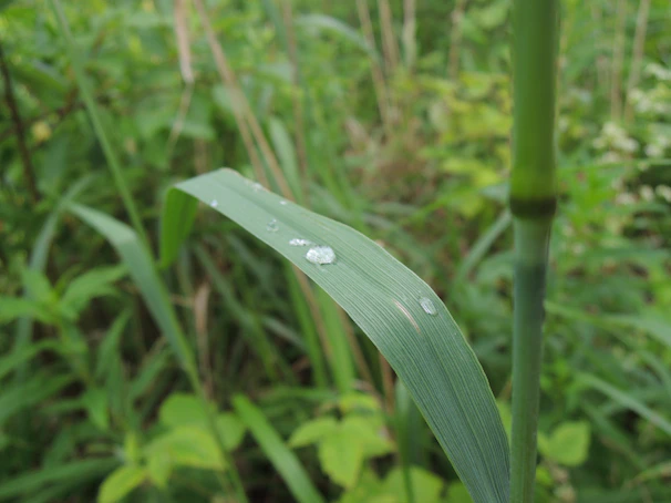 Close-up of a dewy green leaf with water droplets in a misty forest setting