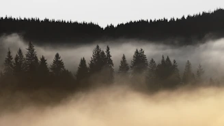 A serene morning mist hovering over a dense Belarusian forest with tall pine trees.