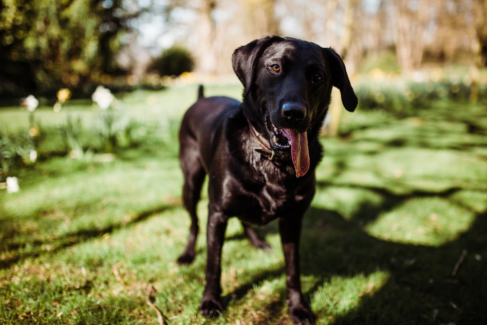 short-coated black dog close-up photography