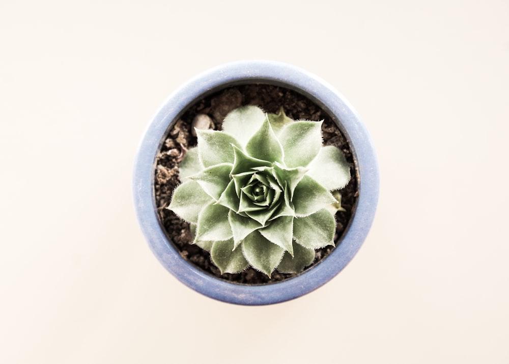 Une petite plante verte dans un pot bleu