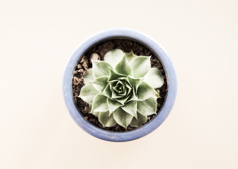 a small green plant in a blue pot