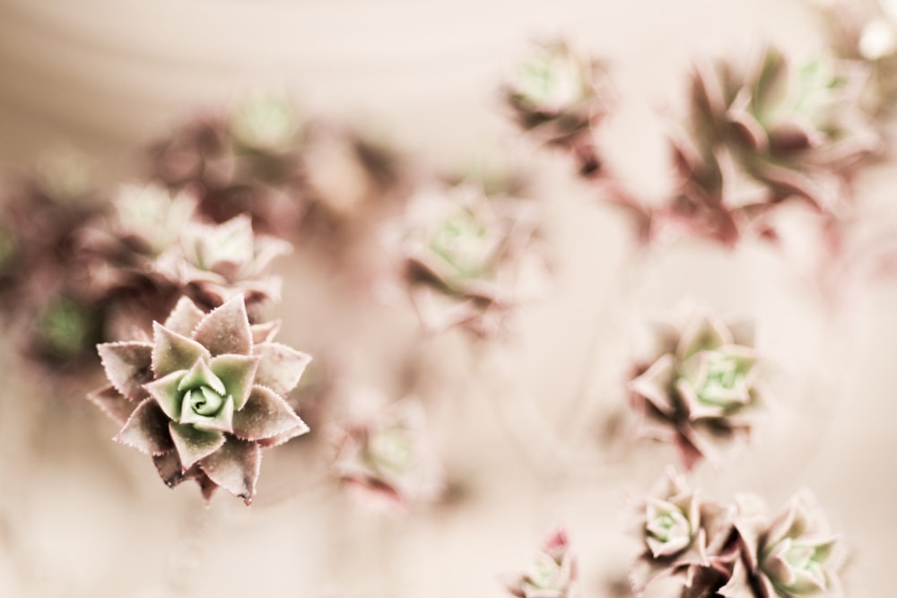 selective focus close-up photo flowers