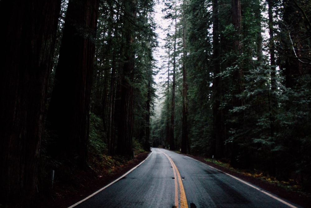 road surrounded by green forest trees during daytime