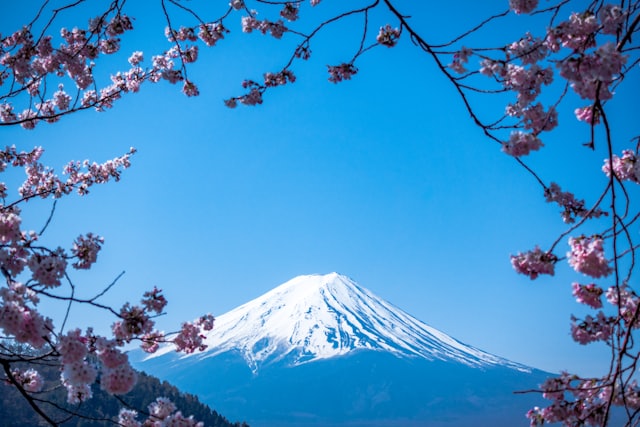 Mount Fuji framed by cherry blossoms