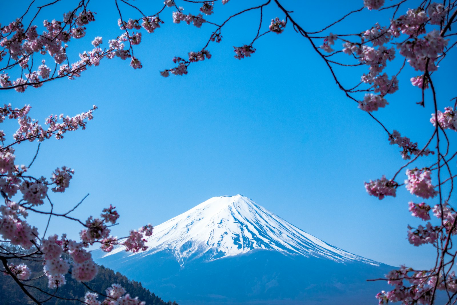 Mount Fuji at dawn with cherry blossoms