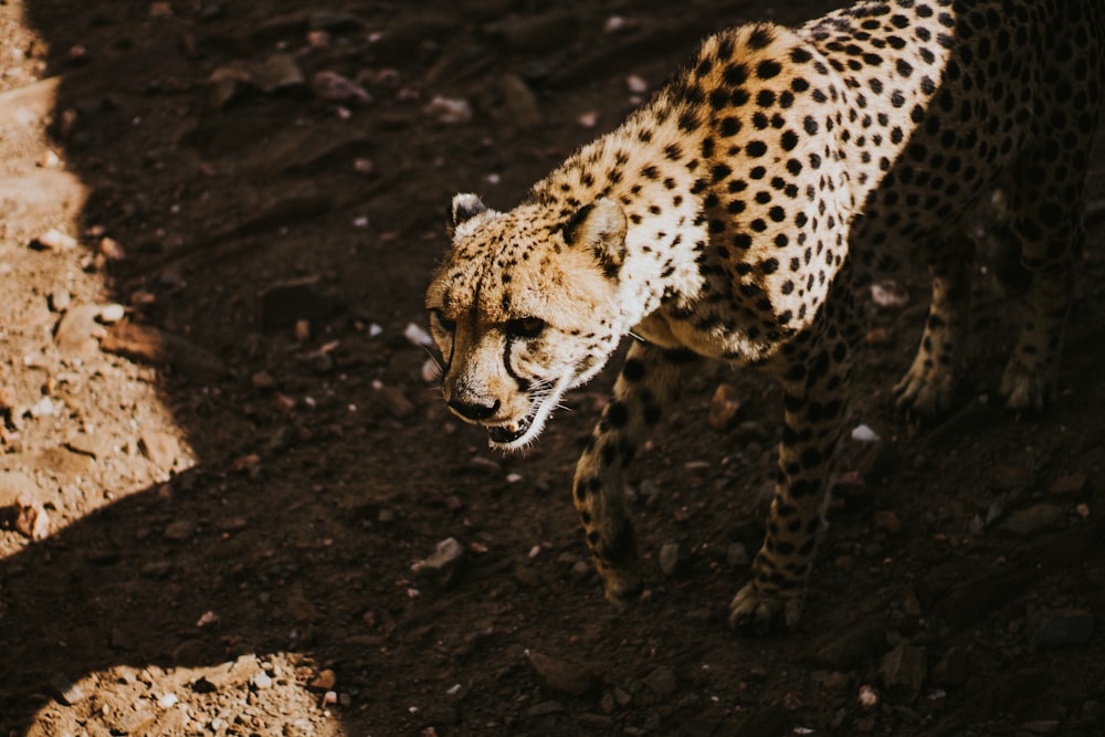 brown and black cheetah