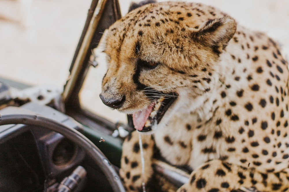 チーターの浅い焦点写真