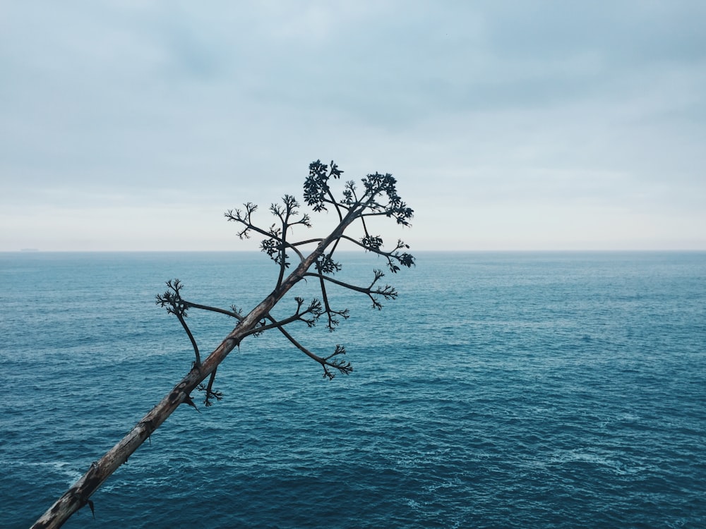 green leafed tree trunk across calm body of water under cloudy sky