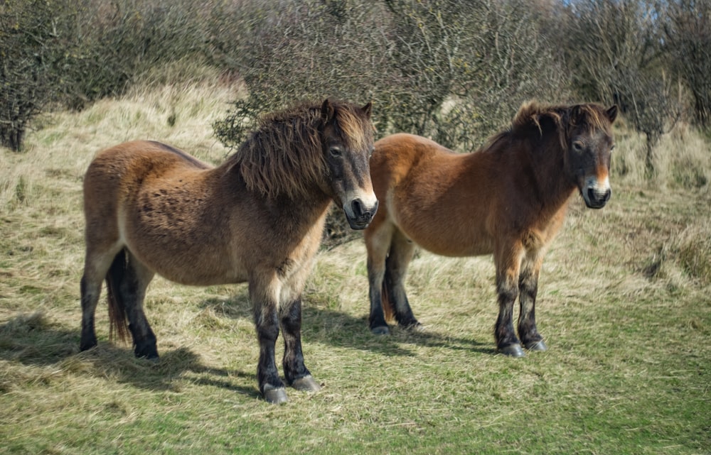 two brown horses on grass during day