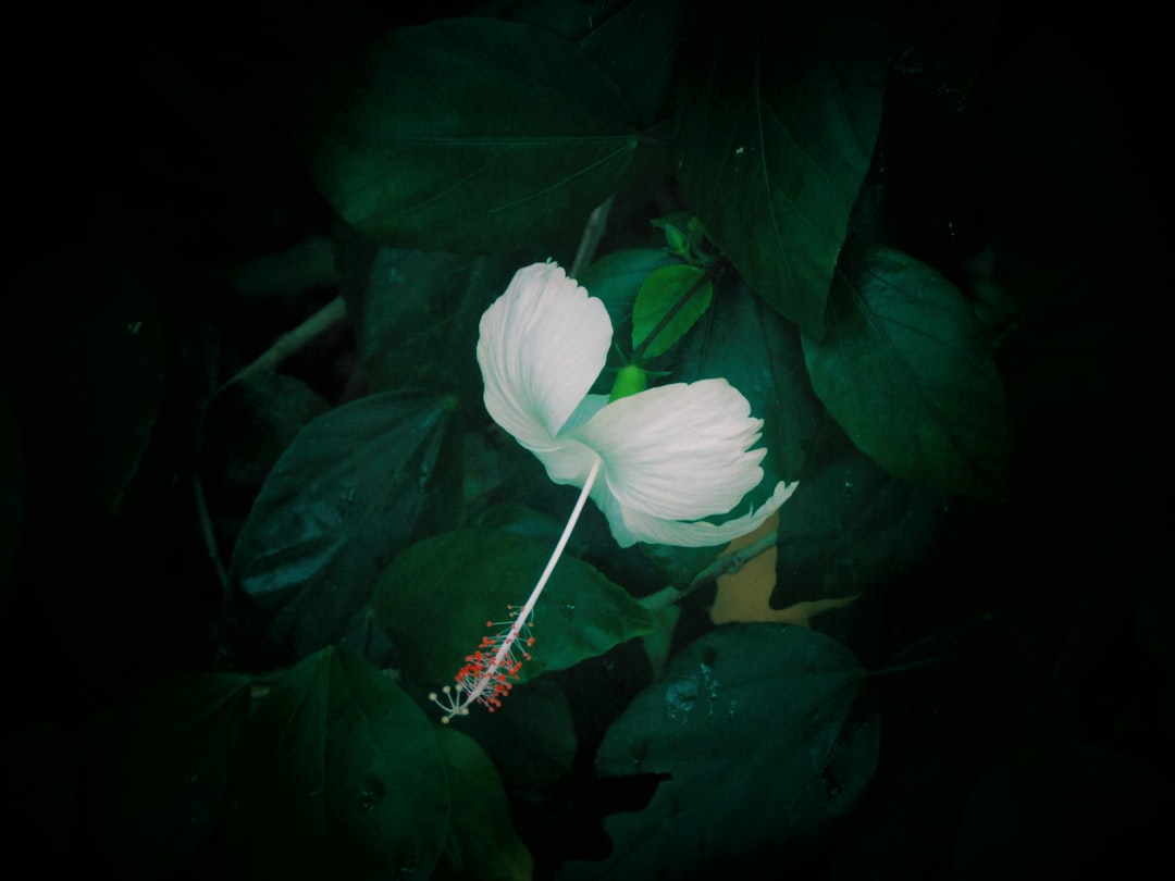 macro photo of white flower
