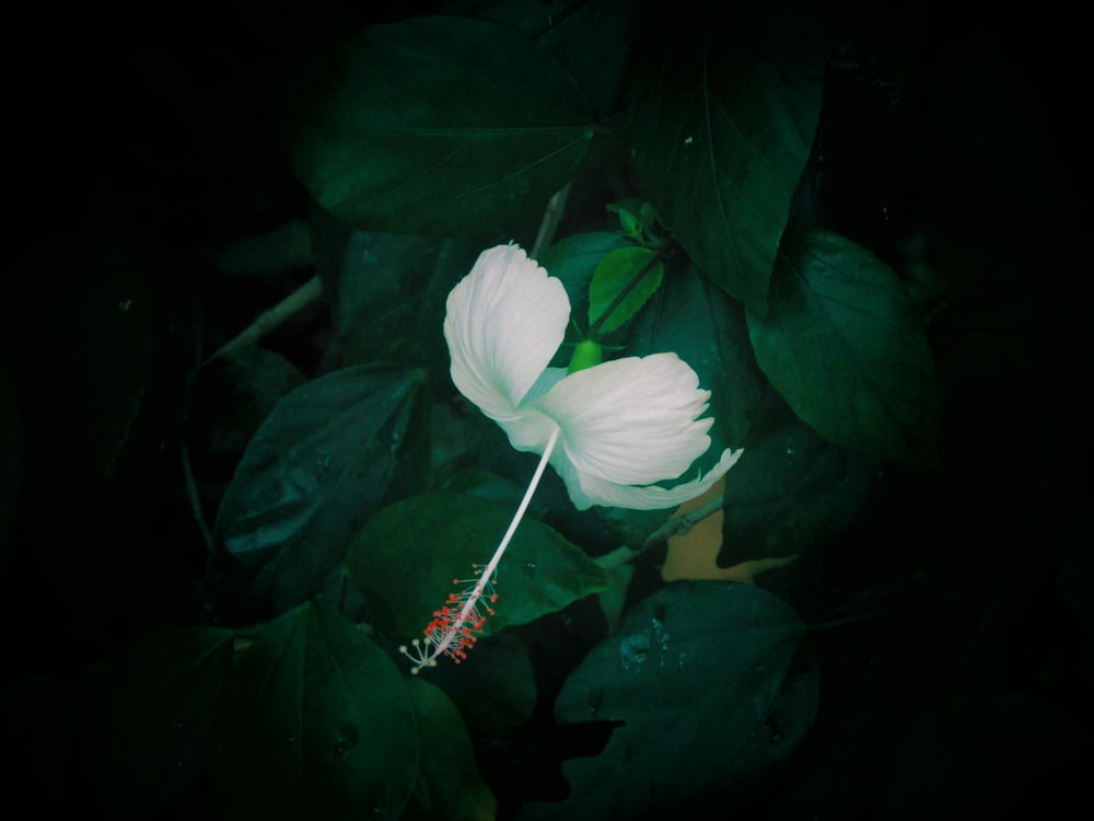 Foto macro de flor blanca