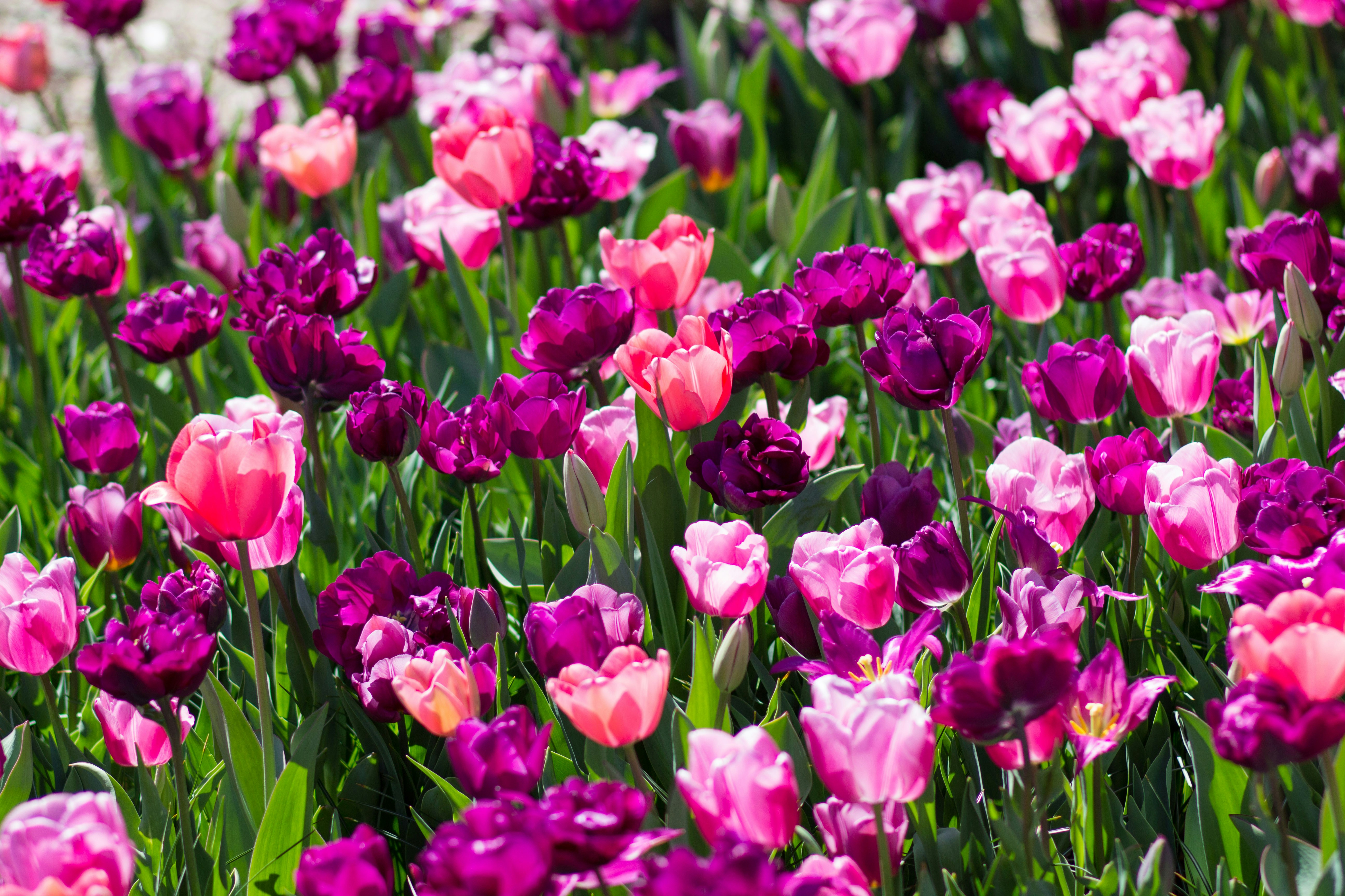 Free Unsplash photo from Sadie Coltrane