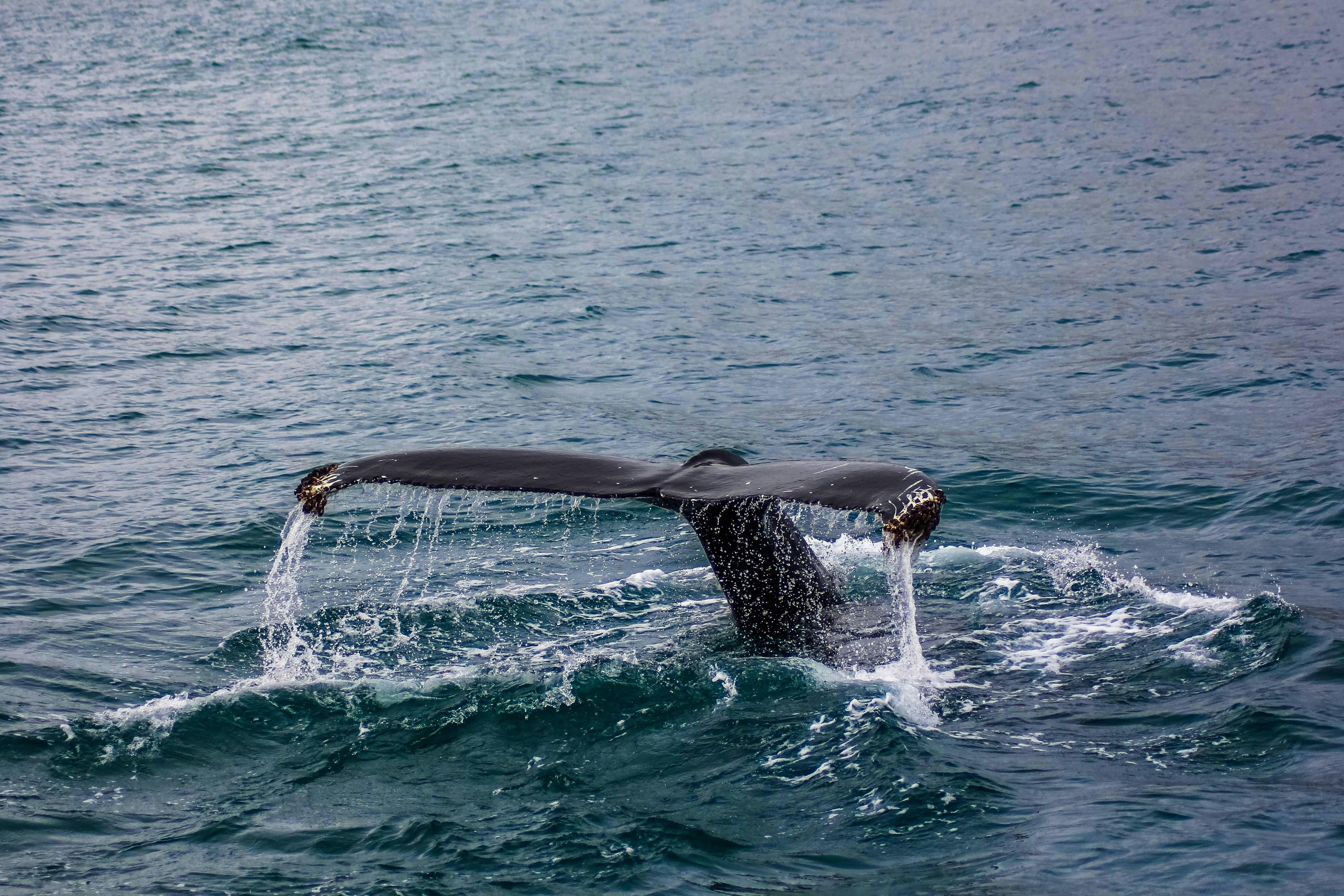 black tail of whale underwater, While whale watching