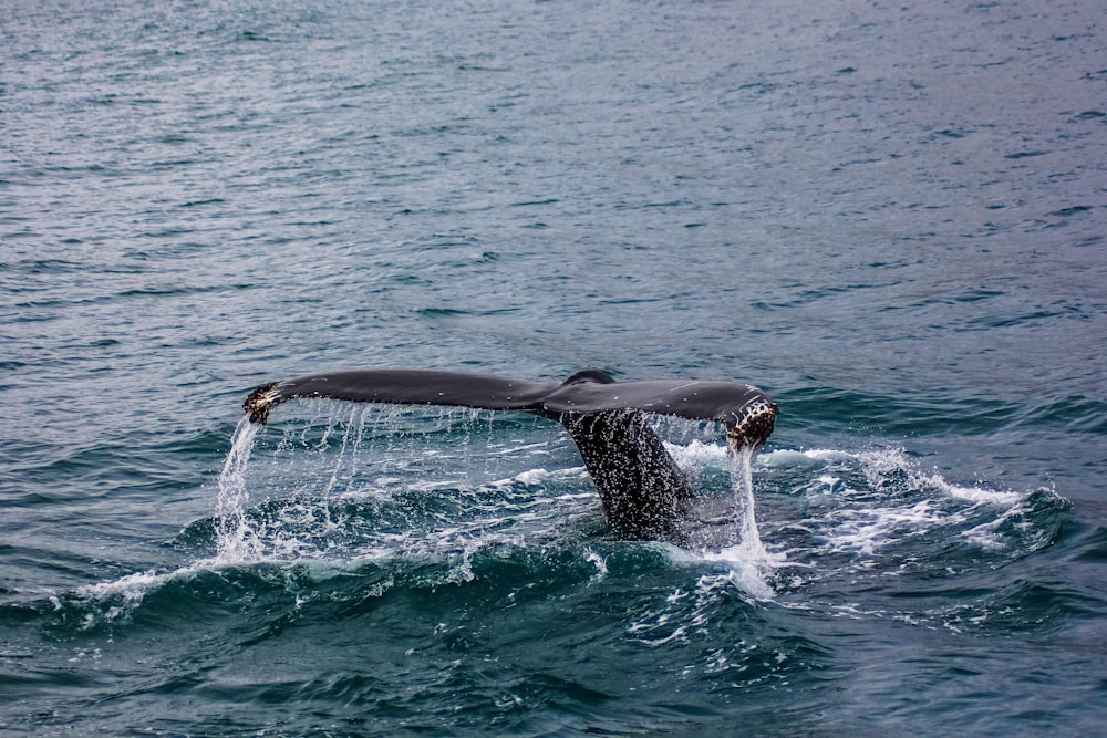 Cauda preta da baleia debaixo d'água