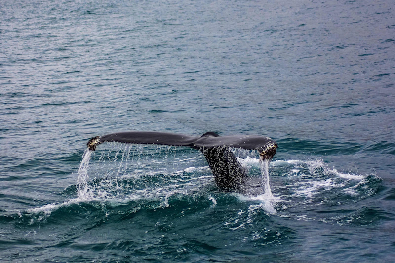 Sydney whale watching cruise from Circular Quay