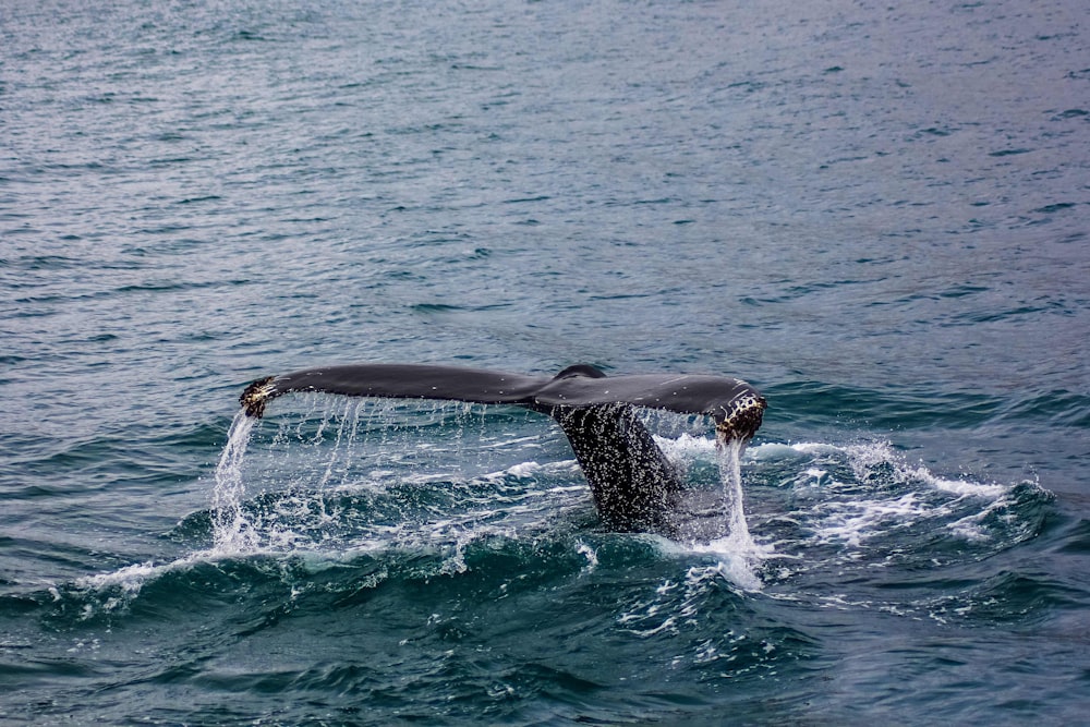 cola negra de ballena bajo el agua