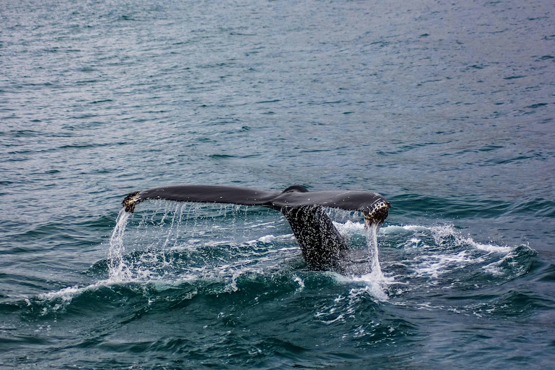 black tail of whale underwater, While whale watching
