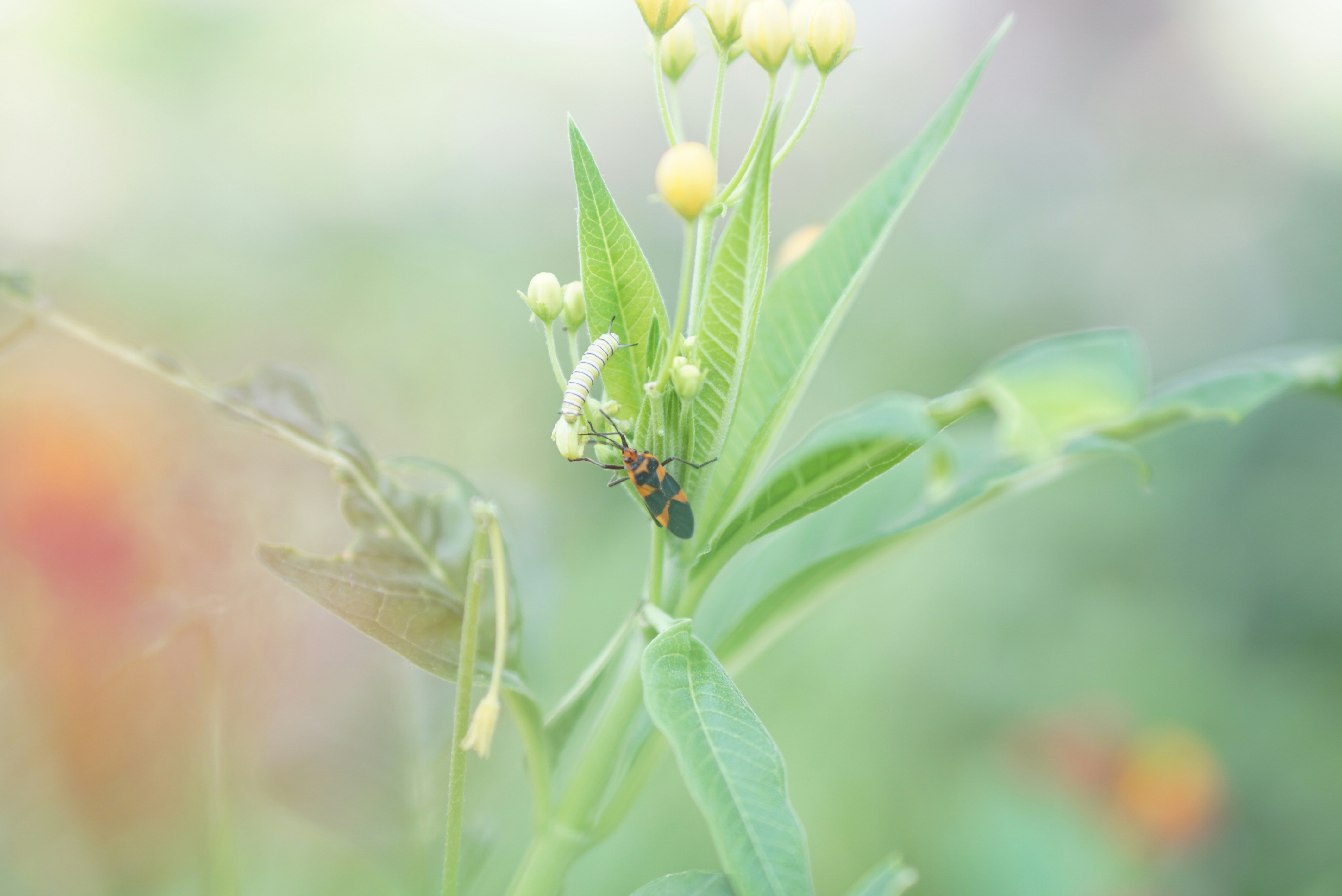 Free Unsplash photo from Esperanza Gaffo