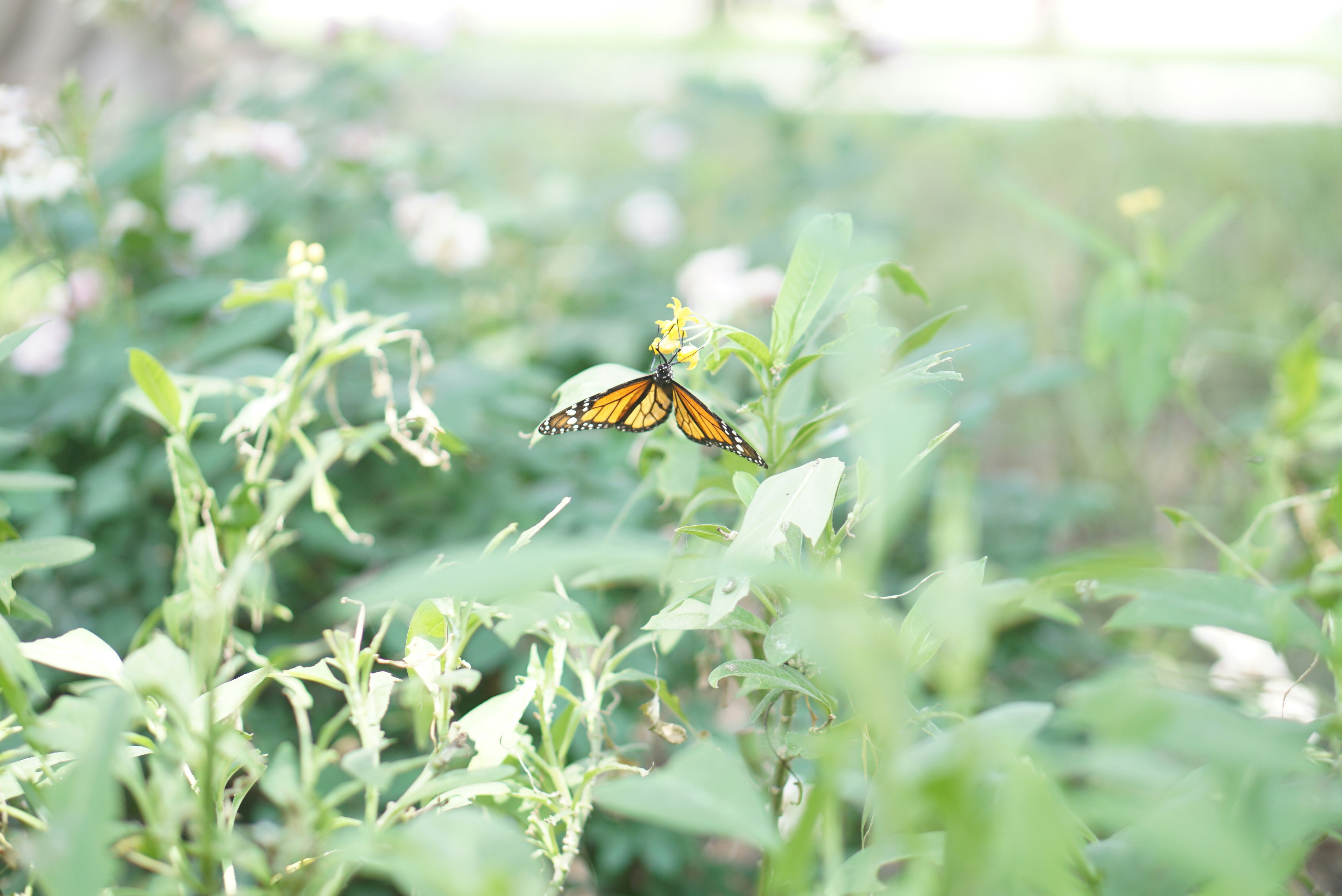 Free Unsplash photo from Esperanza Gaffo