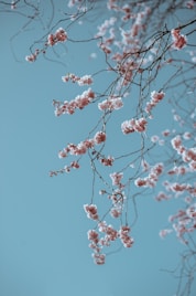shallow focus photo of pink flowers