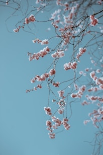 shallow focus photo of pink flowers