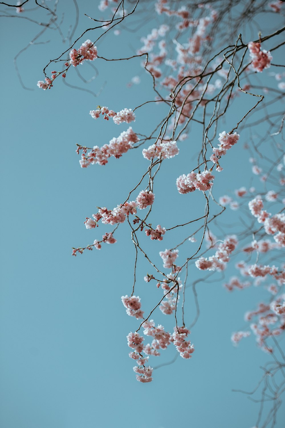 Foto de enfoque superficial de flores rosadas