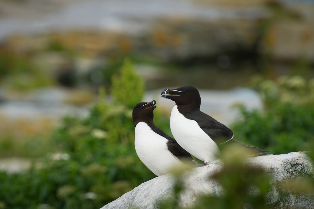 회색 돌 위에 서 있는 두 마리의 흰색과 검은색 새