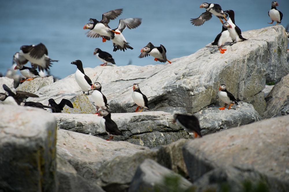 black-and-white birds on grey rocks