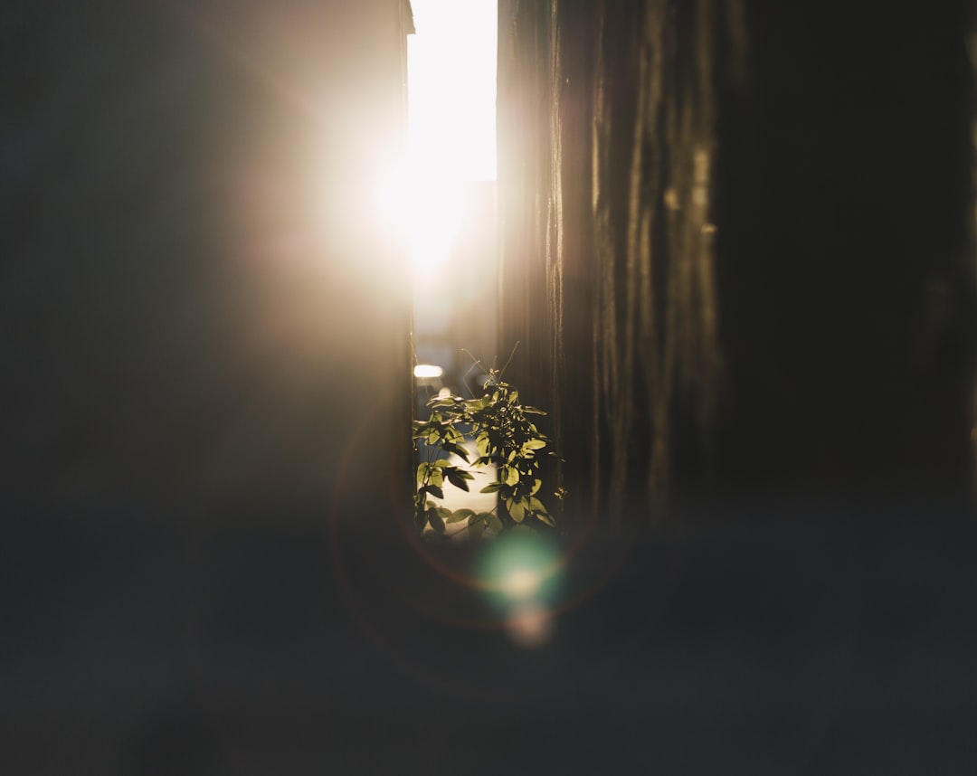 A sun flare in an alley with plants in Los Angeles