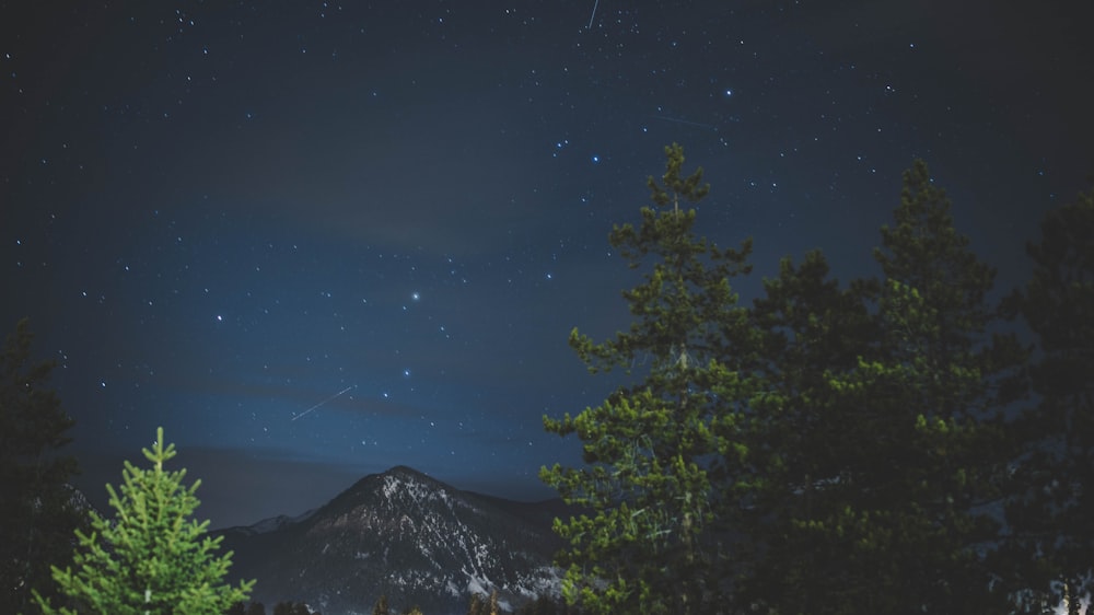 fotografia di paesaggio di alberi