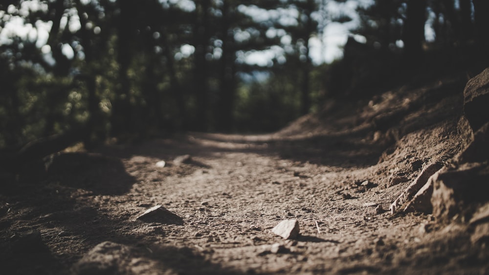 selective focus photography of pathway surrounded by trees