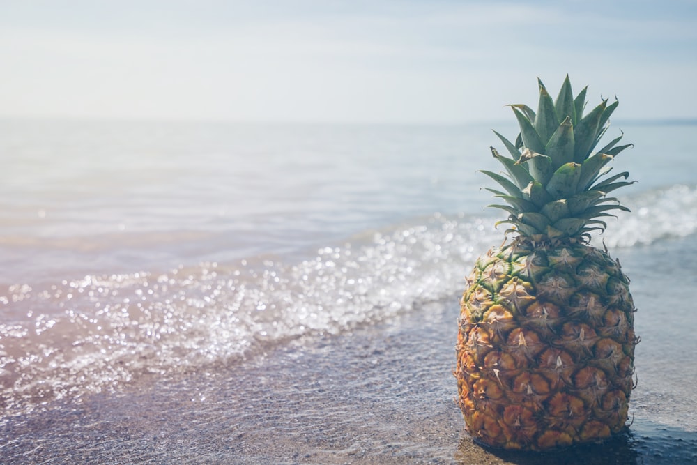 pineapple fruit on seashore photography